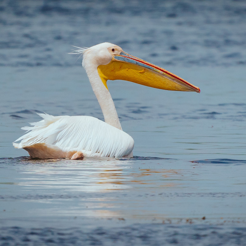 Descoperă Delta Dunării: O aventură autentică în inima naturii